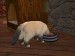 snapshot_9a250dd9_bed5fb2e